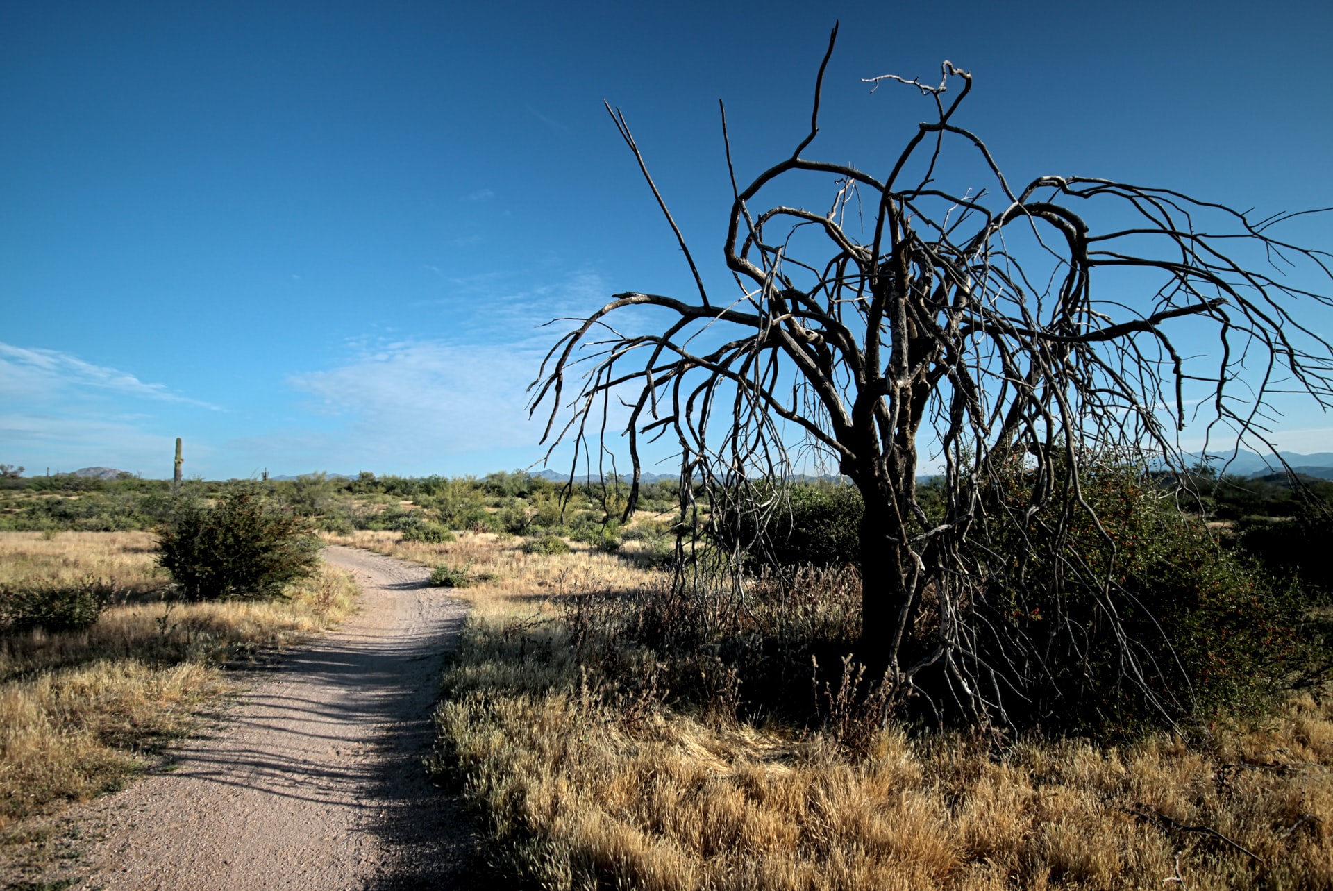 trail through the desert