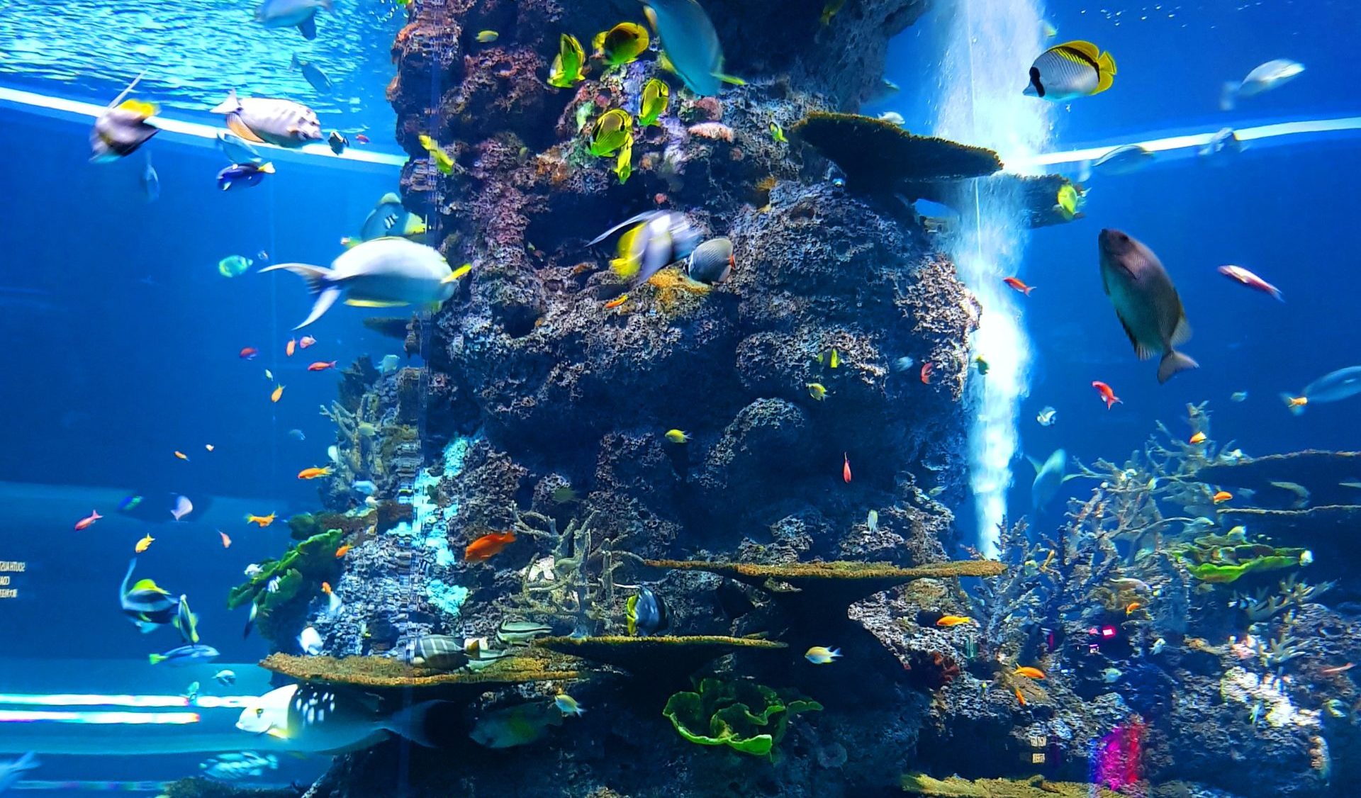 Fish like those you'll see at OdySea, a top Scottsdale tourist spot.