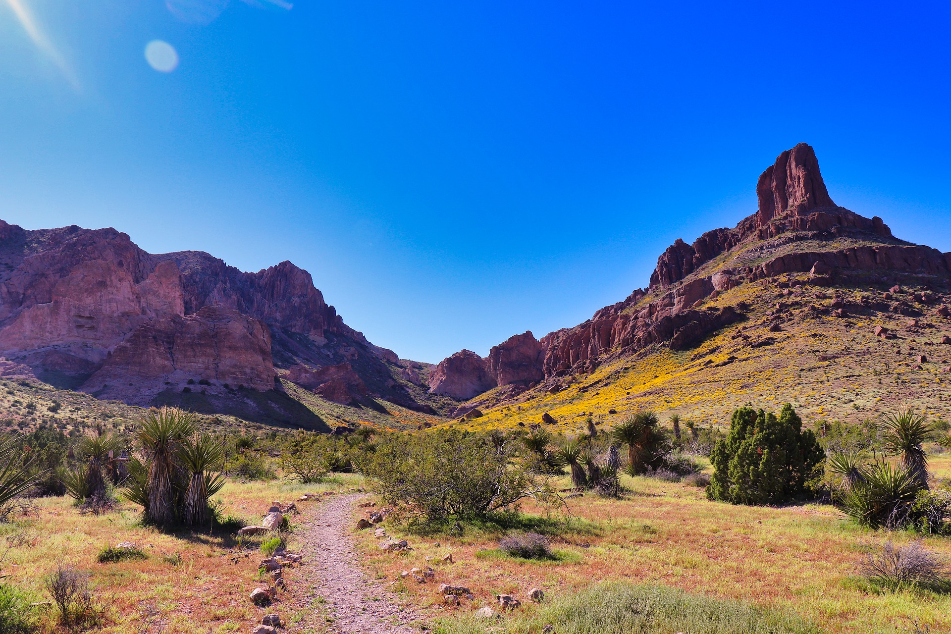 Mountains in bloom during a Scottsdale spring morning.