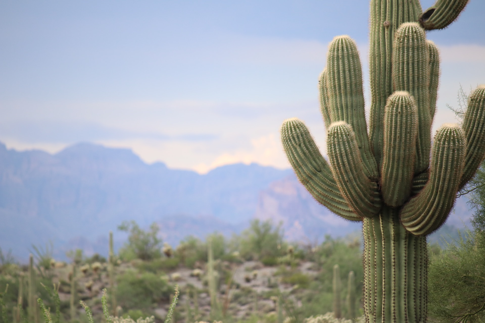 A view of cactus in Arizona cactus in the Arizona desert