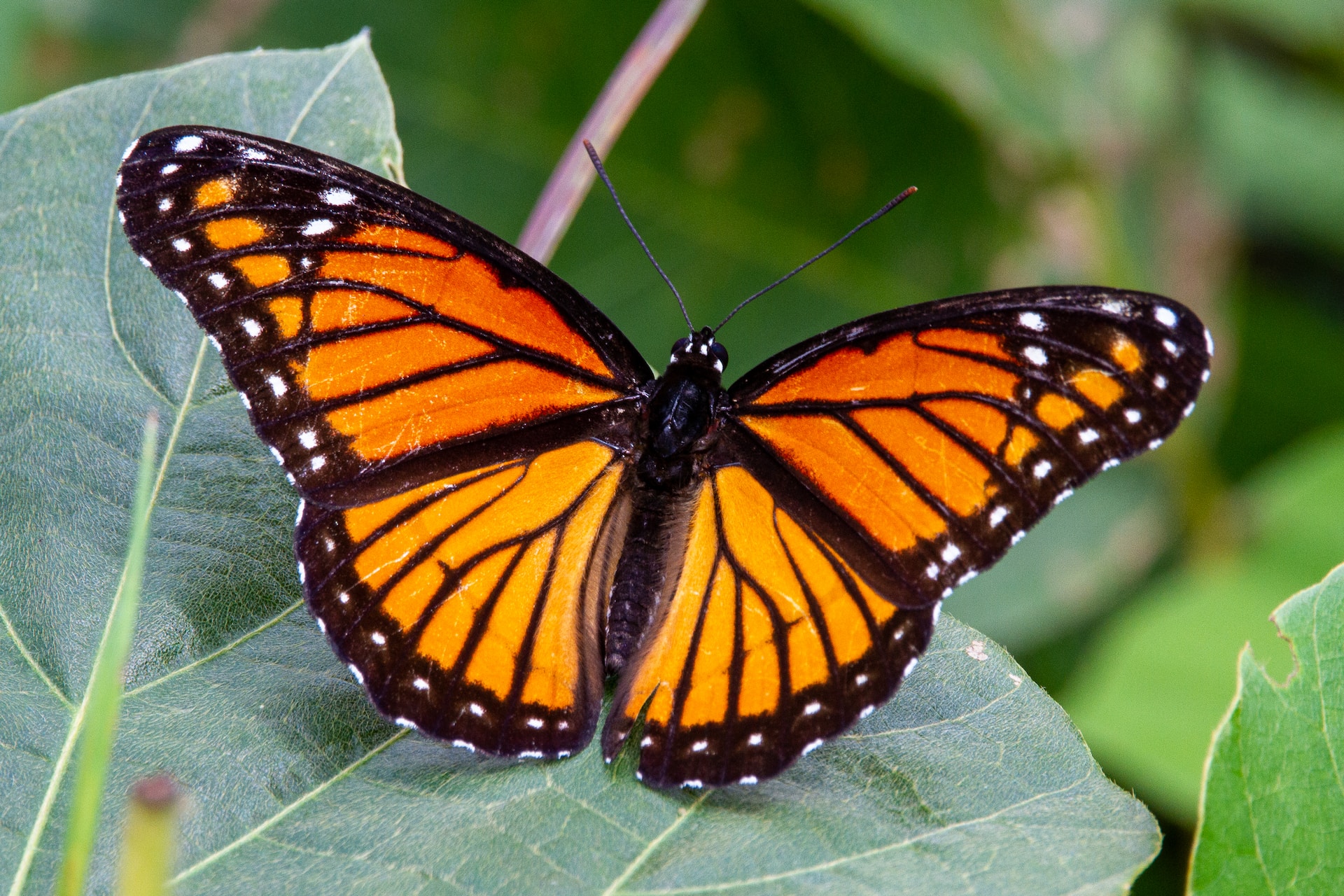 a monarch butterfly