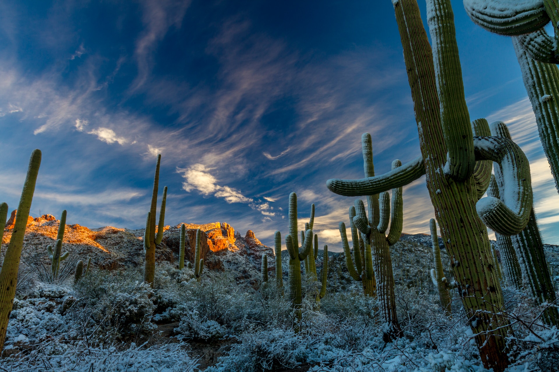 cactus in the Sonoran Desert