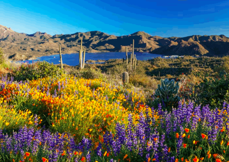 Professional Arizona Spring Background When Is the Best Time to Visit Arizona? (Especially Scottsdale ...
